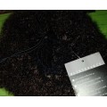 Afro Bun colour black Drawstring FREE comb included //Same day dispatch