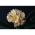 Clivia `(Cameron x Tiperary) x Hirao` seeds