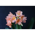 Clivia `Peach BiColour x (Large Florid White Lips x Short Plump Yellow Inter)` Seeds