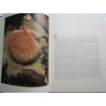 The Scallop - The Study of a Shell and its influences on humankind - Excellent