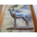 Rhodesia Copper Impala on Impala Hide and in Frame