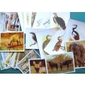 Assortment of loose Cigarette Cards