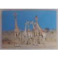 Vintage postcard - Herd of giraffes
