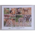 Babies of the Kruger National Park postcard