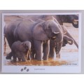 Elephants postcard