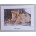 Lion and cub postcard
