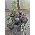 10 x Succulent/cacti