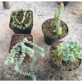10 x Succulent/cacti