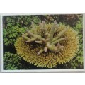 Vintage postcard: Flange Coral