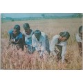 Vintage postcard: Harvesting paddy