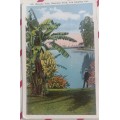 Vintage postcard: Banana tree, Eastlake Park, Los Angeles
