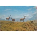 Vintage postcard: Red deer in the Scottish Highlands
