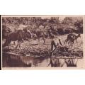 SOUTH AFRICA POSTCARD - 1936 EMPIRE EXHIBITION - THE DRINKING POOL - WILDLIFE