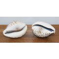 2x Cypraea Tigris (Cowrie) Shells