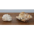 Lot of 2 Conch Shells