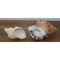 Lot of 2 Conch Shells