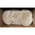 Scalloped Shell for Hors d`oeuvre(22 available, price per shell)