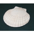 Scalloped Shell for Hors d`oeuvre(22 available, price per shell)
