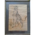 John Evans - Cheetah - Pencil on paper - 51cm x 35.5cm