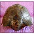 A Really Big Antique and Solid Natural Tortoise Shell - This was a Fantastic and Rare Find *****