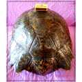 A Really Big Antique and Solid Natural Tortoise Shell - This was a Fantastic and Rare Find *****