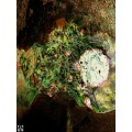 Single Ed. Abstract Mounted Canvas Print: THE PAPRIKA SIDE-EFFECT by SA Surrealist Ras Steyn [Mfa]