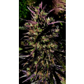 Cannabis Indica Seeds