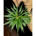 Cannabis Indica Seeds
