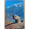 Marmotte photo postcard