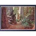 American POSTCARD - Virgin Redwood Forest 1982