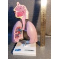 Awesome Phizer Medical display item