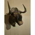 Full Size Black-Wildebeest  Head Trophy (Good Condition))