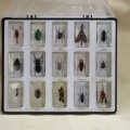 REAL INSECTS IN CLEAR LUCITE PAPERWEIGHT - COMPLETE TRAY - 1 OF 3