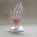 HAND JOINT  LIFE SIZE MODEL WITH LIGAMENTS