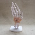 HAND JOINT  LIFE SIZE MODEL WITH LIGAMENTS