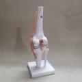 Life Size Flexible Knee Model with Ligaments & Stand , Human Knee Joint Model for Science Education