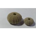 2 Miniature Seashells