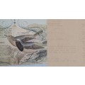1 Piece Unused -  Double sided paper  30cm x 30cm  Bird/Writing