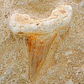 Shark Tooth Fossil in Matrix