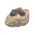 Gerastos Trilobite Fossil