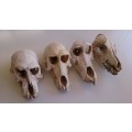 Collection of skulls - 3x Baboon, 1x Jackal