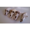 Collection of skulls - 3x Baboon, 1x Jackal