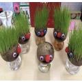 DIY Growing your own Grass head