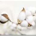 6 pack Artificial Cotton Flowers Stems Home deco wedding Decor