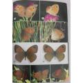 FIELD GUIDE TO BUTTERFLIES OF SOUTH AFRICA By B Wooddhall