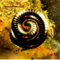 Nine Inch Nails - Closer To God (CD)