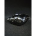 Lucia ware shell