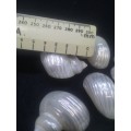 MOP Mother of pearl shells