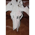 Vintage Black wildebeest Skull