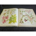 Poisonous Plants in South African Gardens and Parks | A Field Guide by Joan Munday